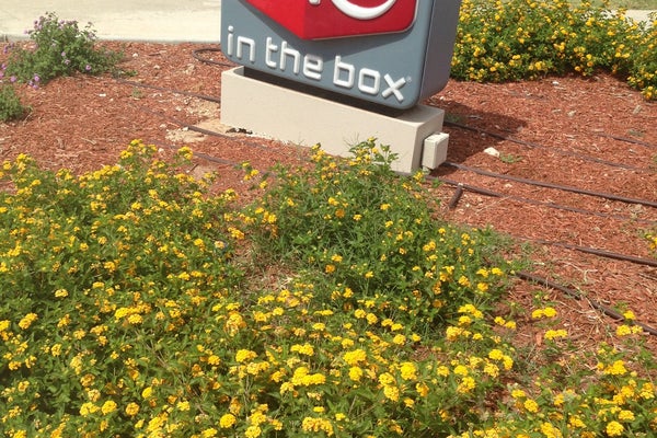 Jack in the Box — photo 5